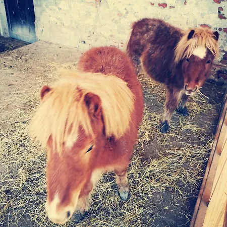 Bed & Breakfast De Carol 3*